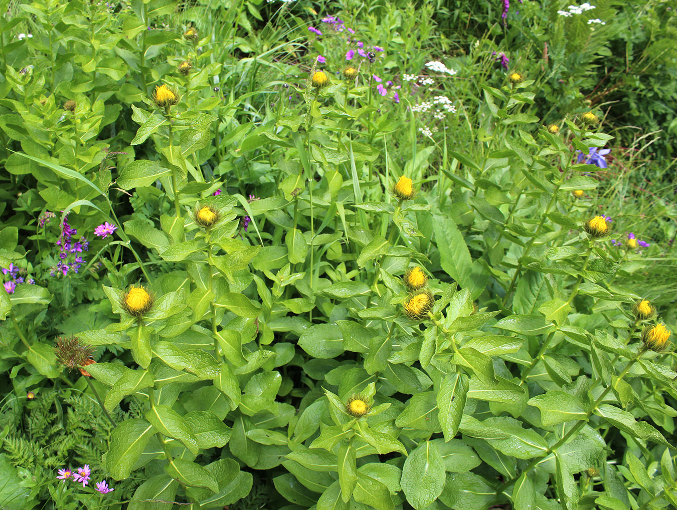 Image of Inula grandiflora specimen.