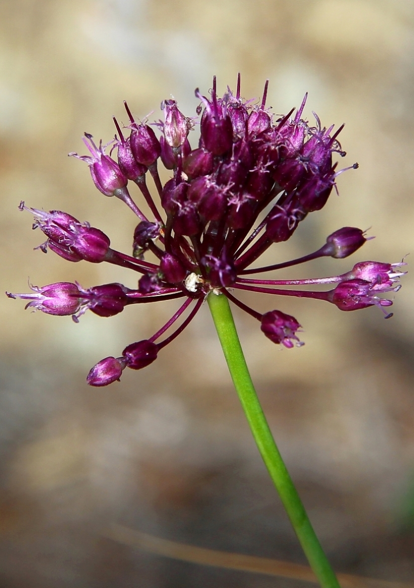 Image of Allium atroviolaceum specimen.