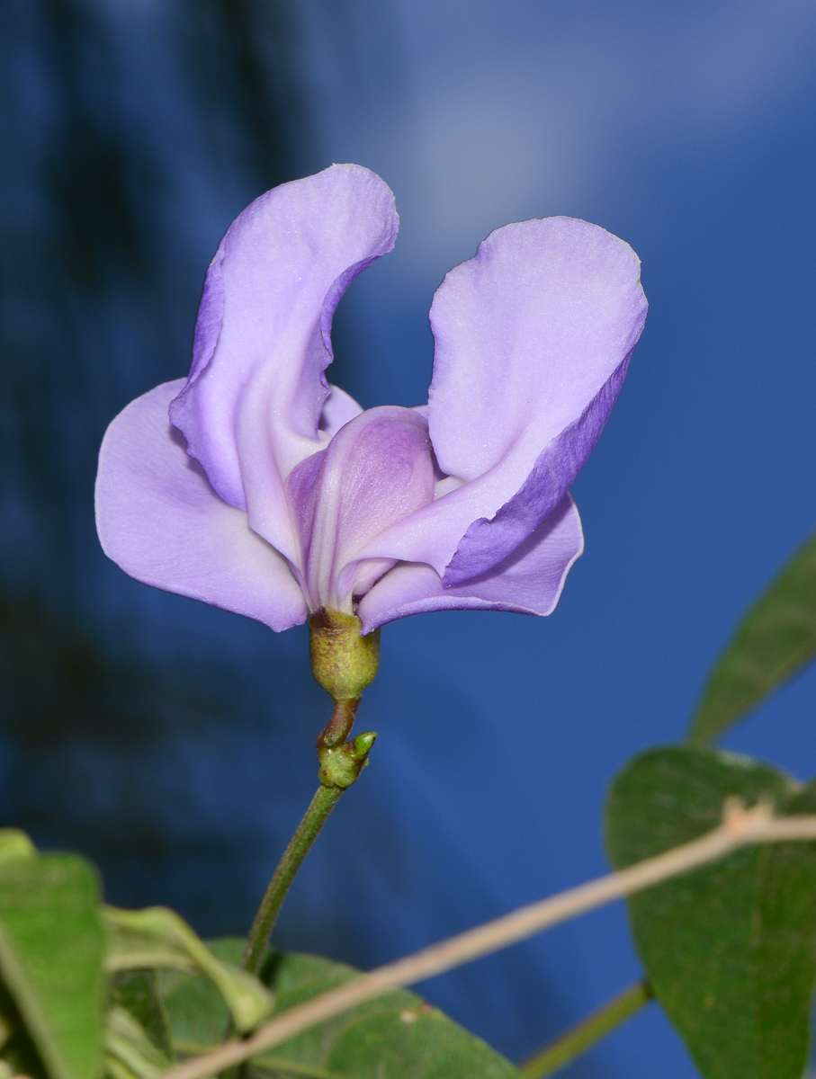 Изображение особи Vigna speciosa.