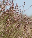 Limonium leptophyllum. Переплетенные ветром соцветия. Казахстан, Жамбылская (Джамбульская) обл., Мойынкумский р-н, между пос. Мирный и Шыганак; Балхаш-Алакольская котловина, юго-западный сектор Прибалхашья, в 10 км к югу от оз. Алаколь; автоморфный полидоминантный галоксерофильнокустарничково-многолетнесолянковый солончак в выположенном лессово-гравийном прогибе гаммады. 14 августа 2017 г.