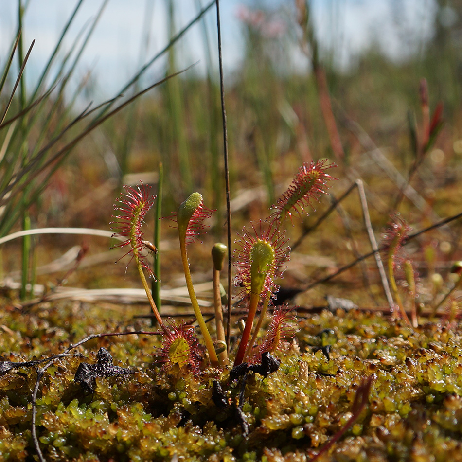 Изображение особи Drosera anglica.