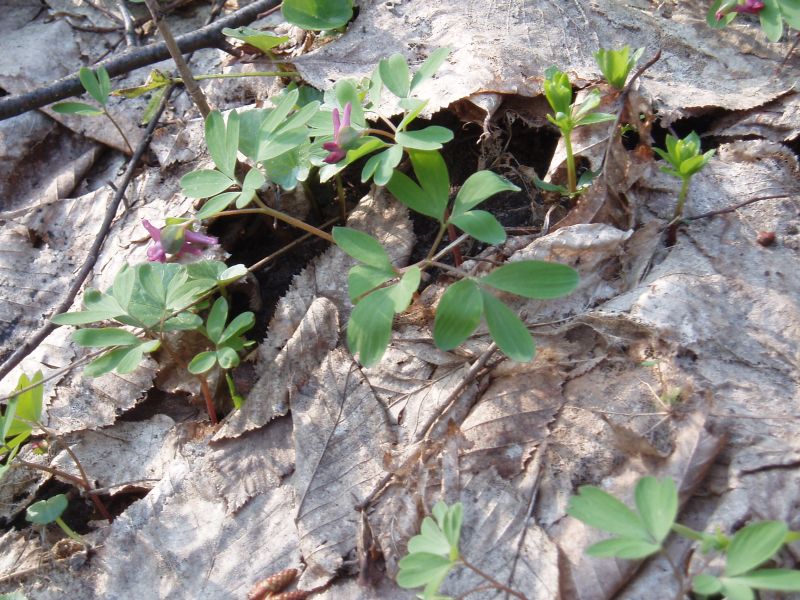 Image of Corydalis intermedia specimen.