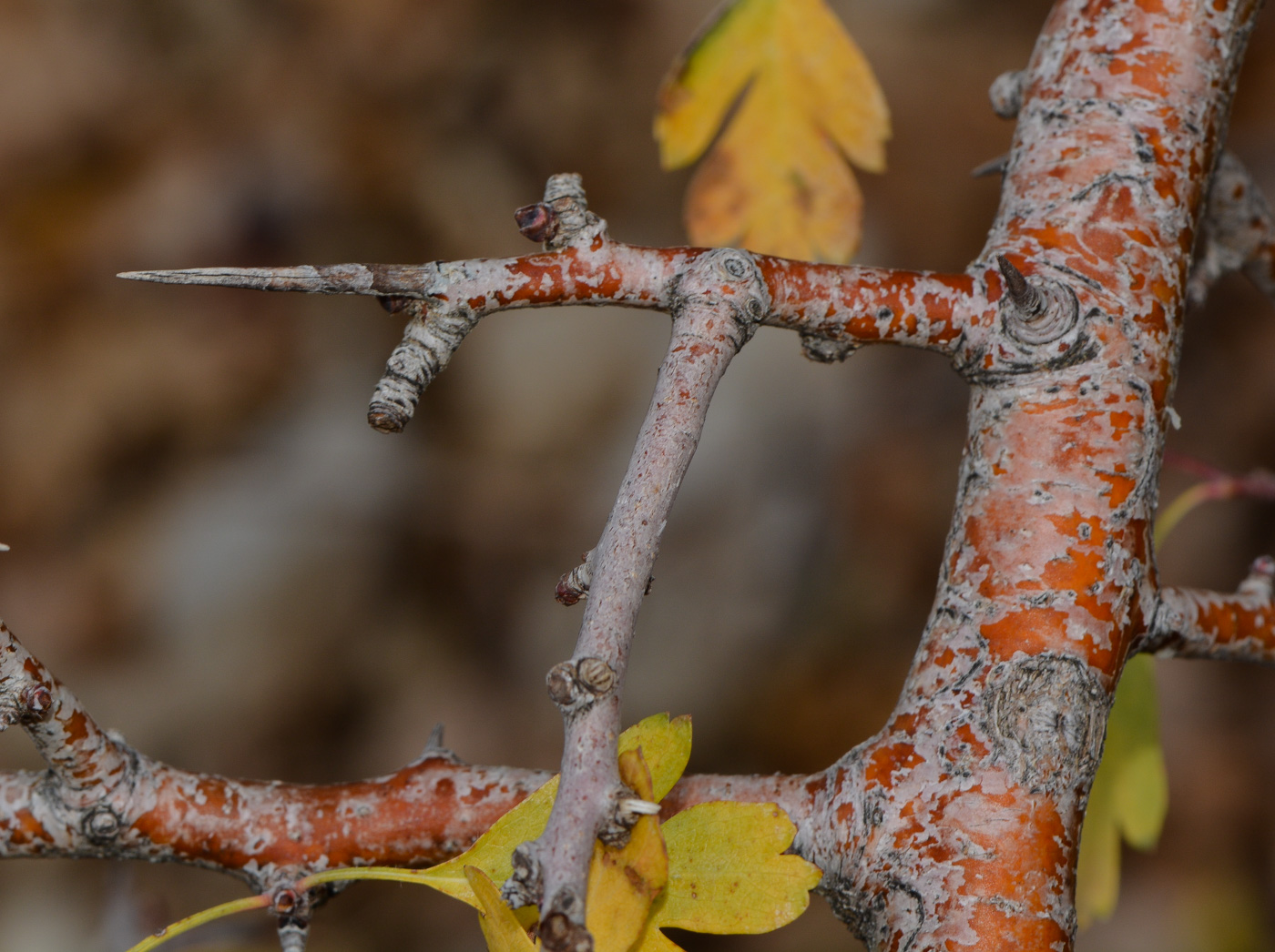 Image of Crataegus &times; sinaica specimen.