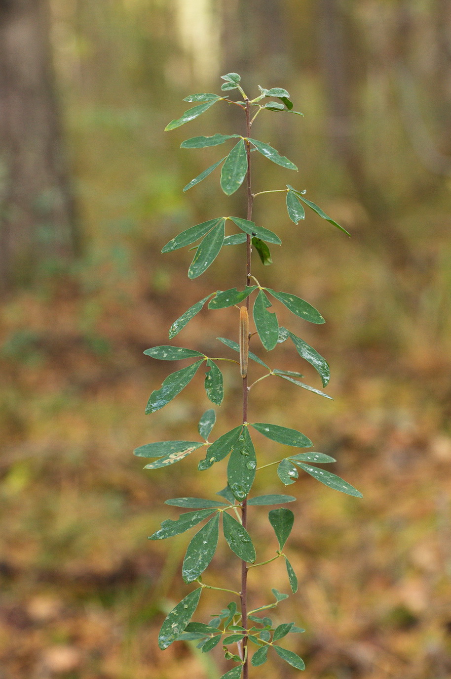 Image of Chamaecytisus ruthenicus specimen.