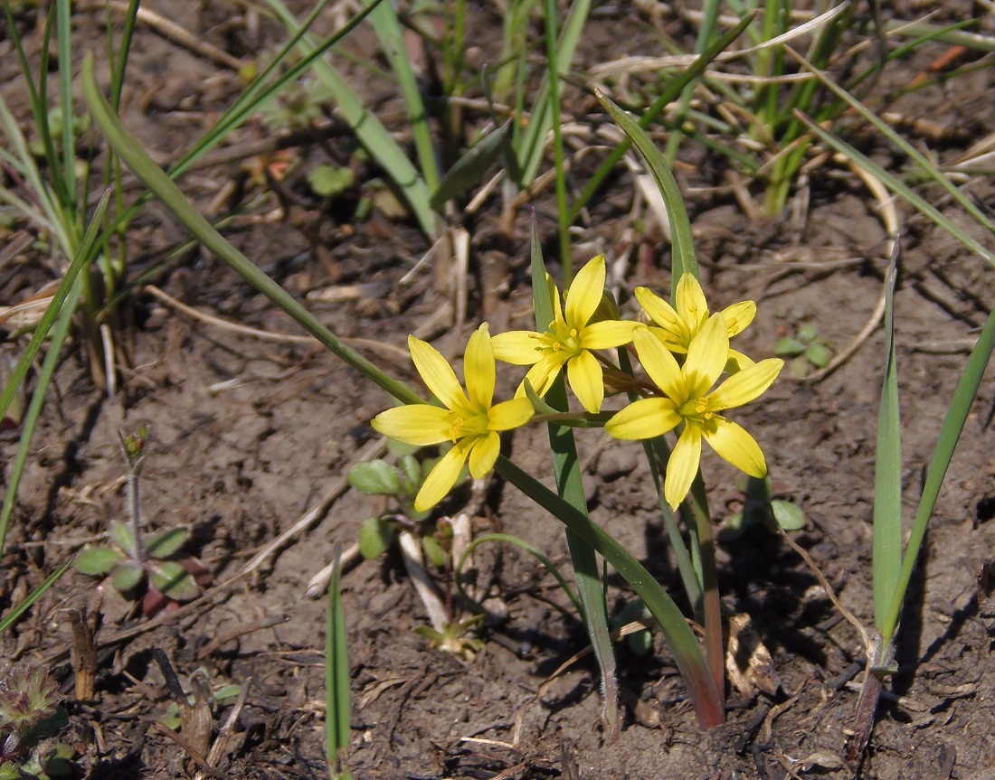 Image of Gagea paczoskii specimen.