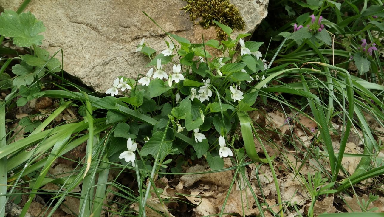 Image of Viola sieheana specimen.