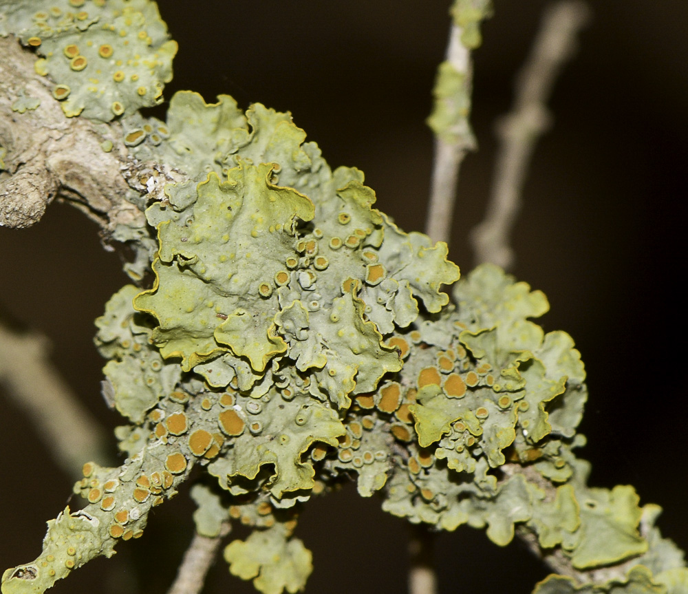 Image of Xanthoria parietina specimen.