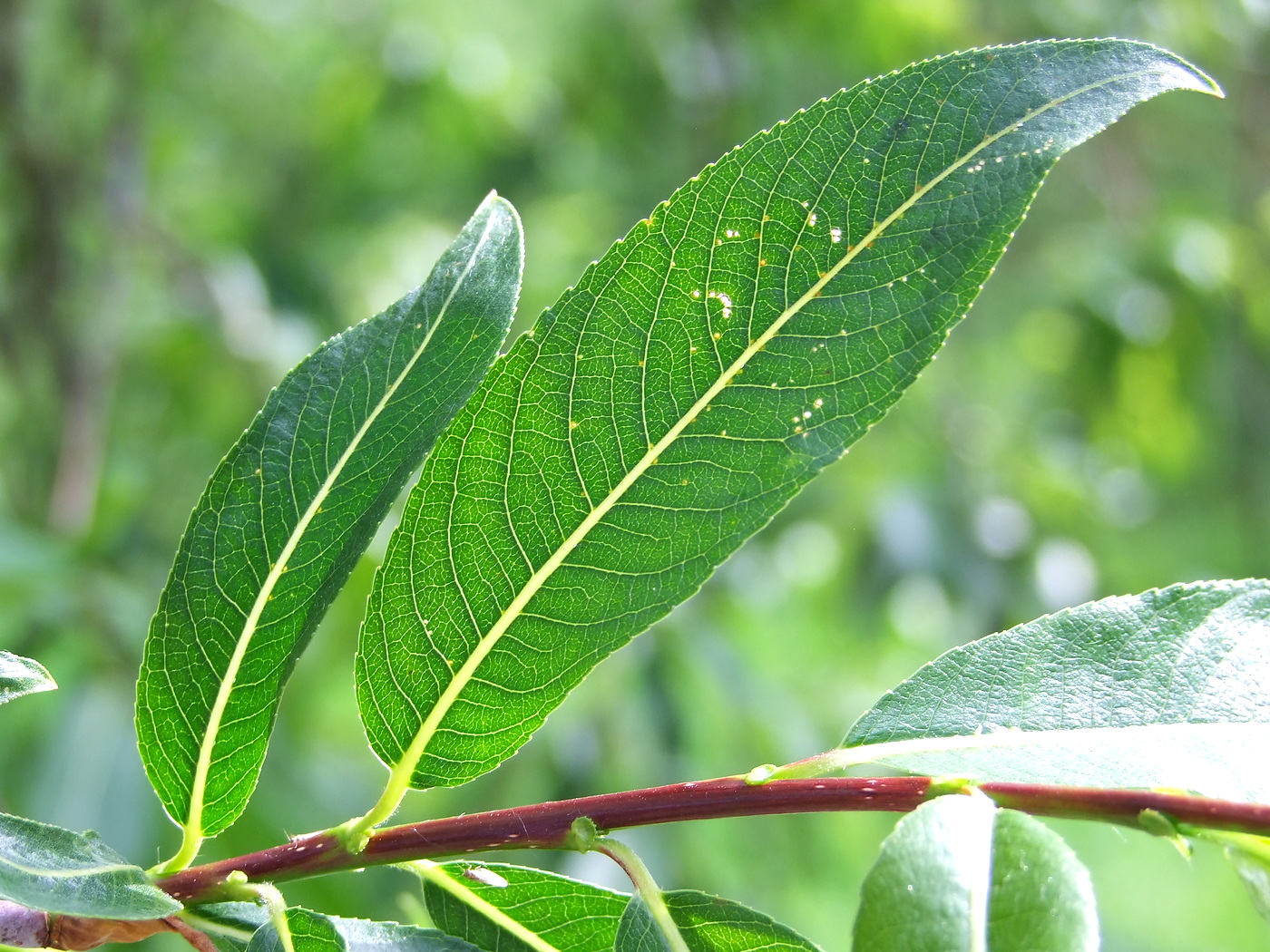 Image of Salix rorida specimen.