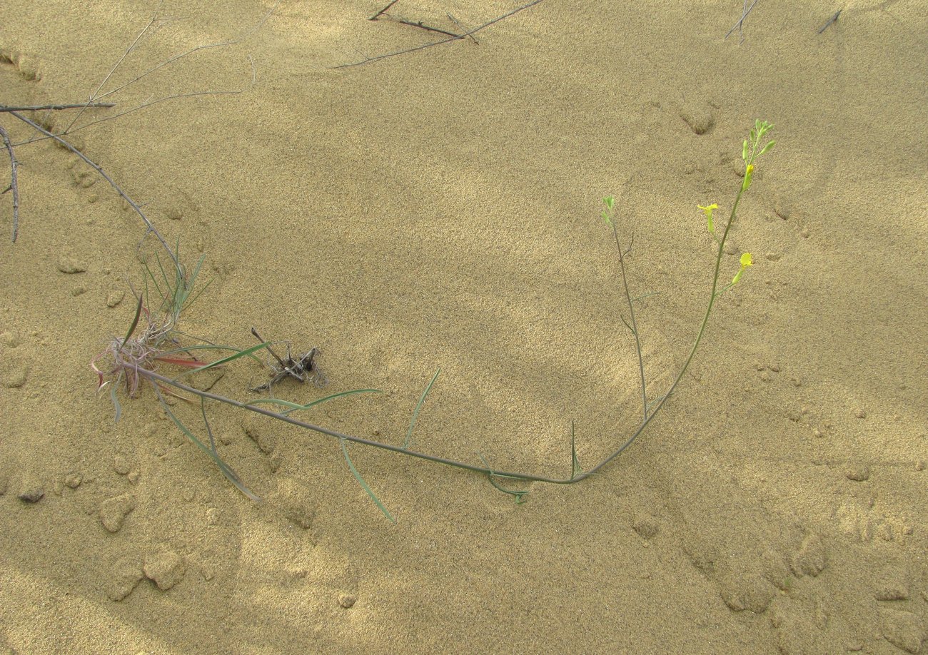 Image of Syrenia siliculosa specimen.