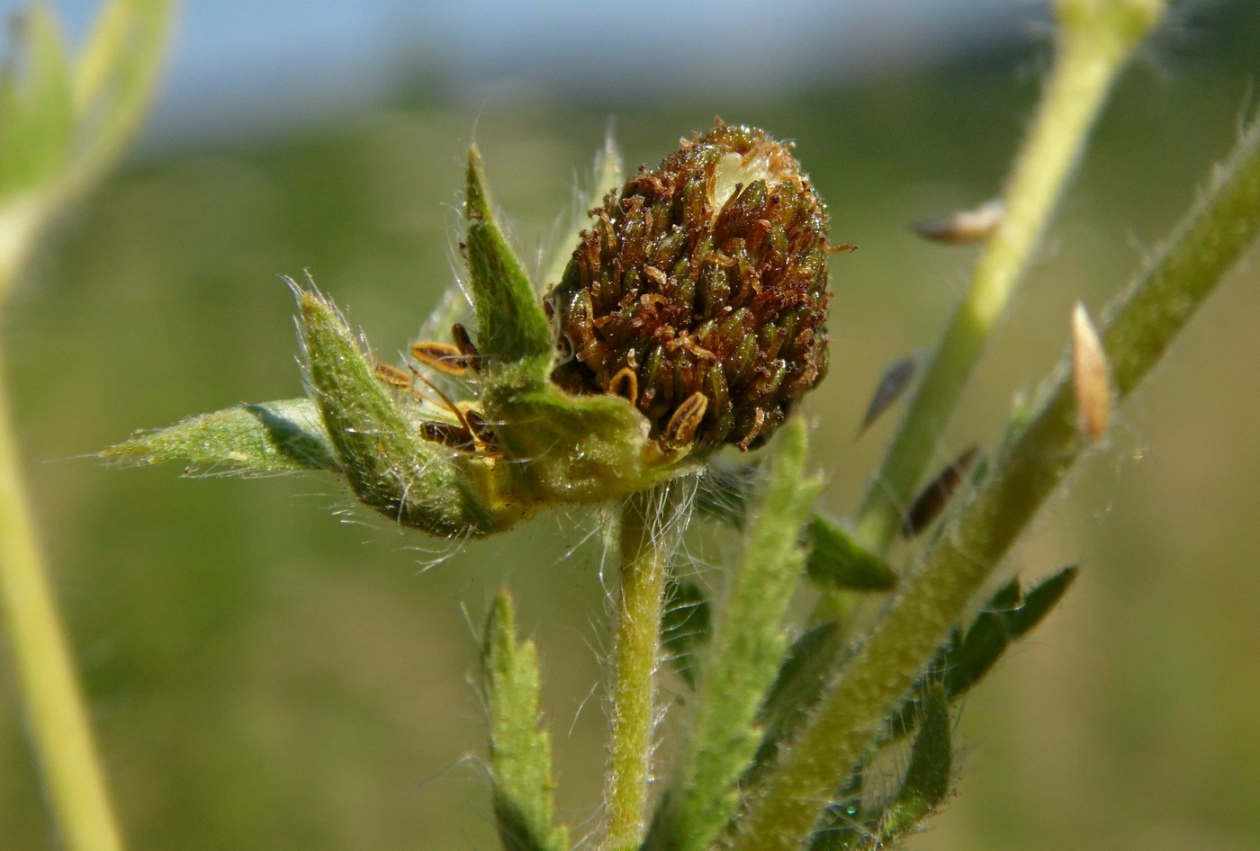 Изображение особи Potentilla recta.