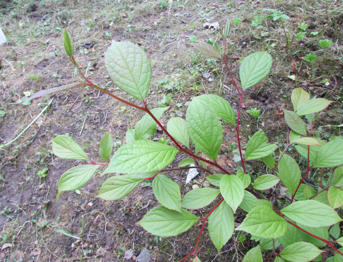 Изображение особи Stewartia ovata.