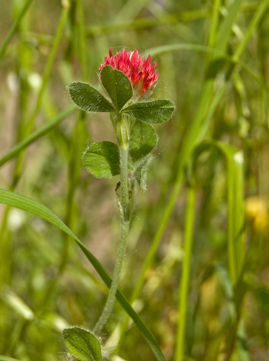 Изображение особи Trifolium incarnatum.