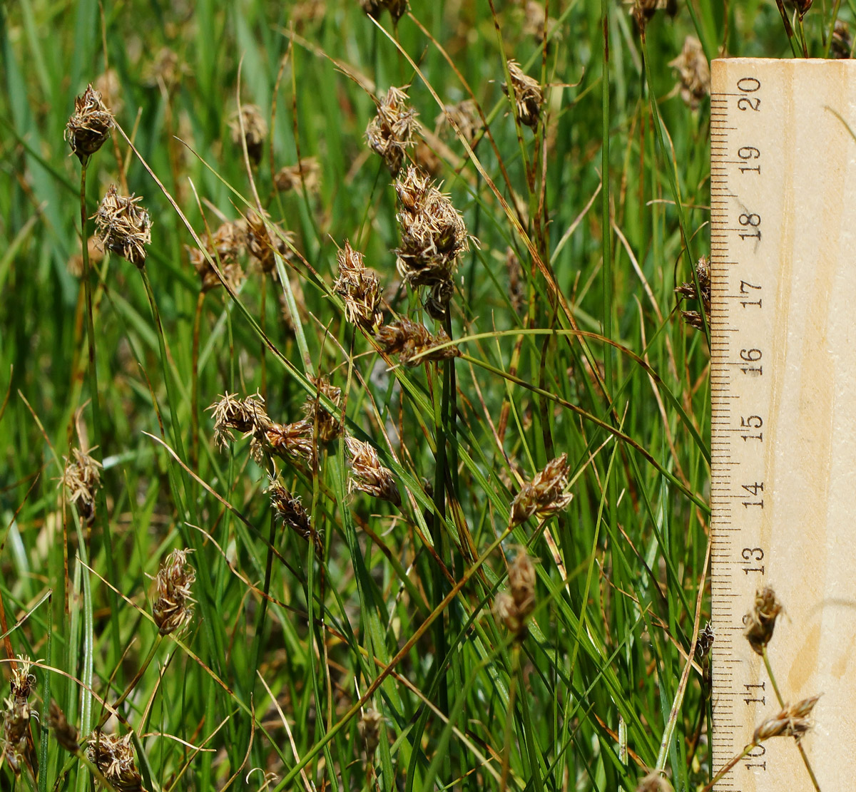 Image of Carex pachystylis specimen.