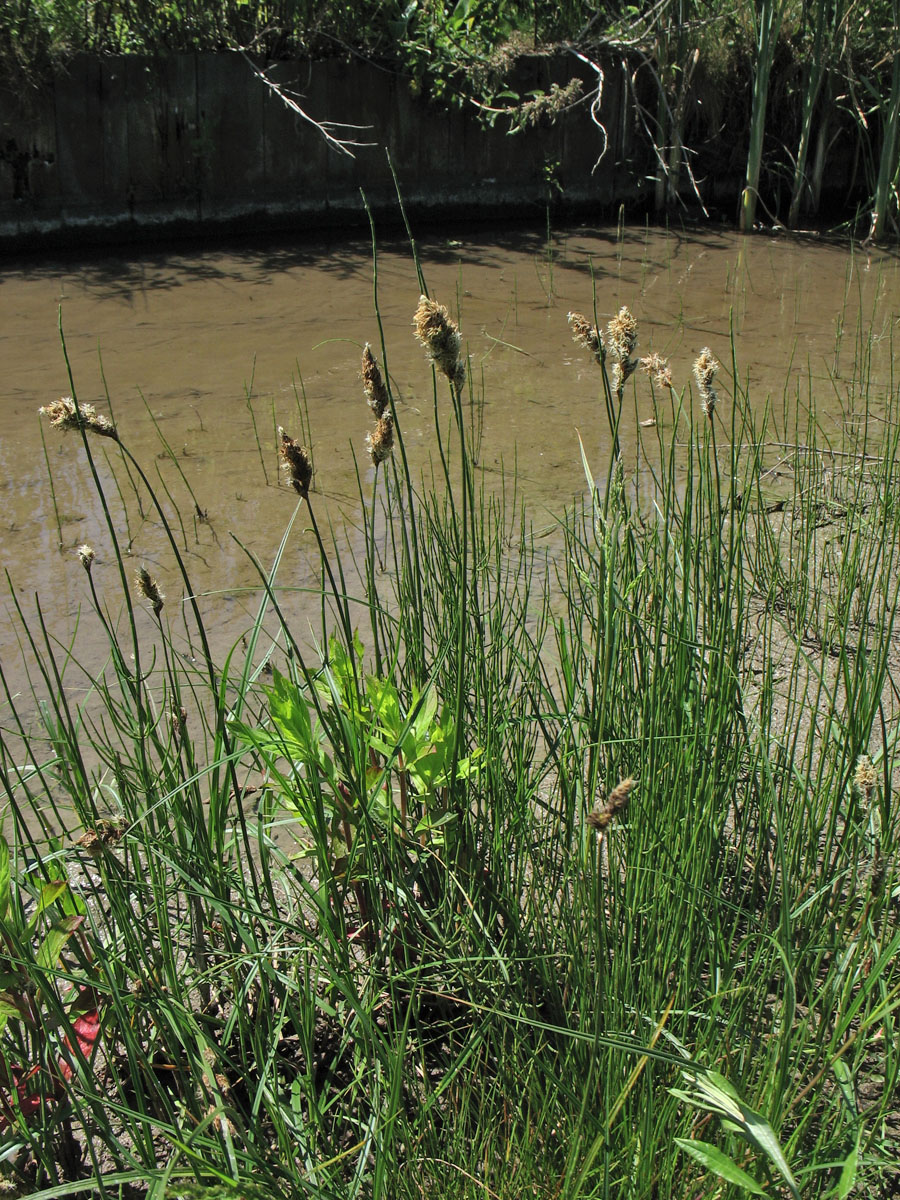 Image of Carex disticha specimen.