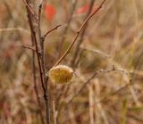 Amygdalus nana