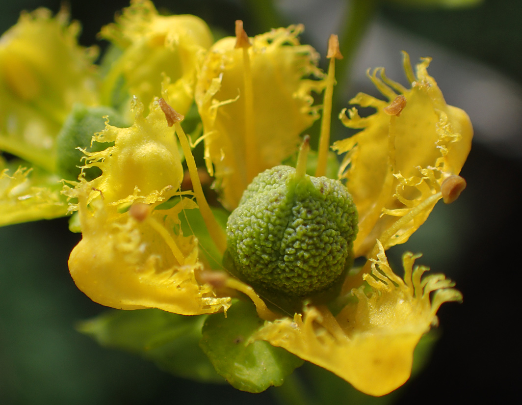 Изображение особи Ruta chalepensis.