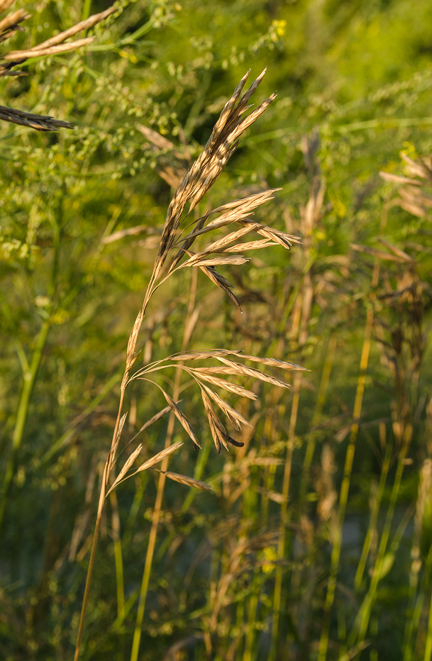 Image of Bromopsis inermis specimen.