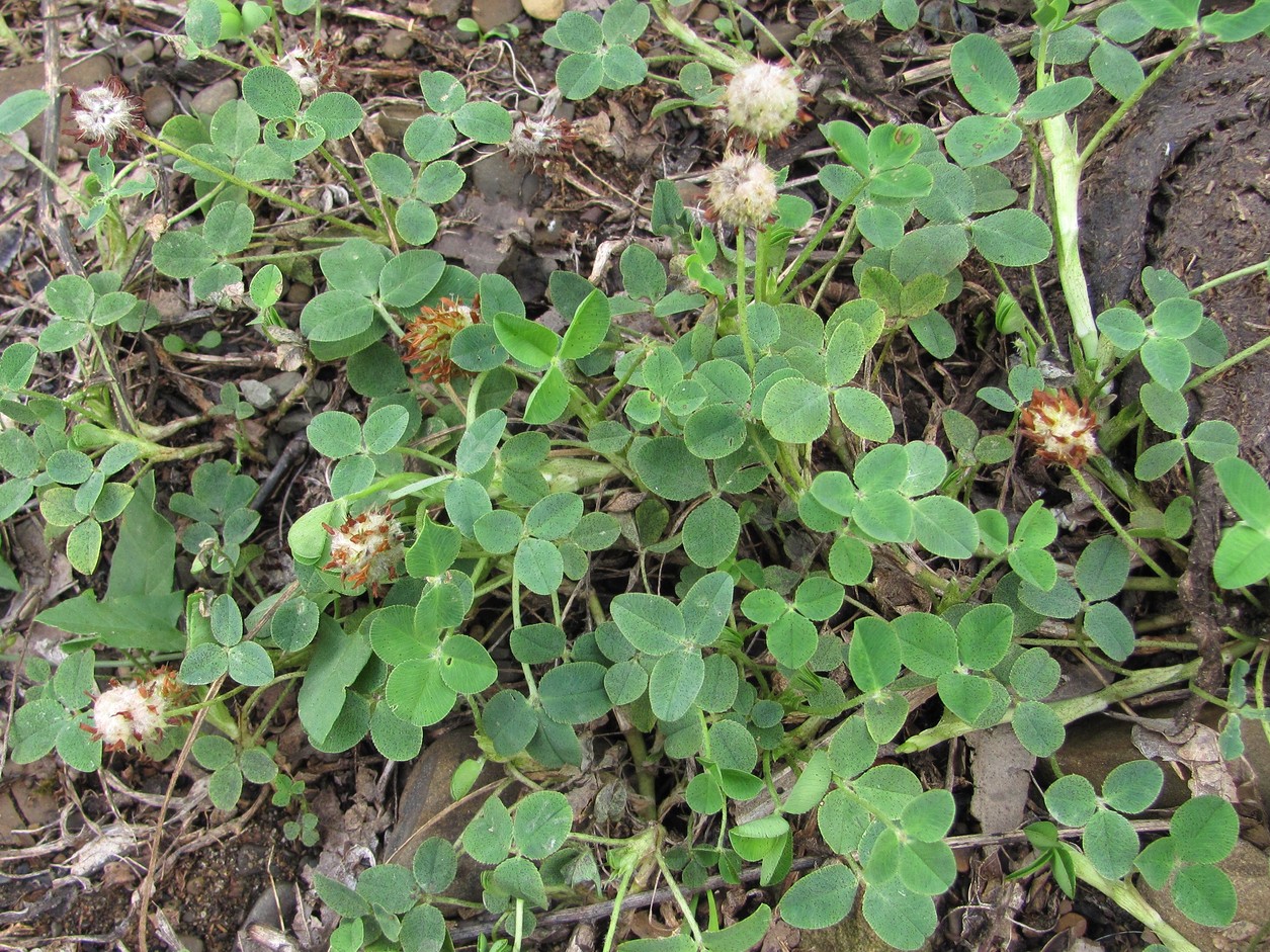 Изображение особи Trifolium bonannii.