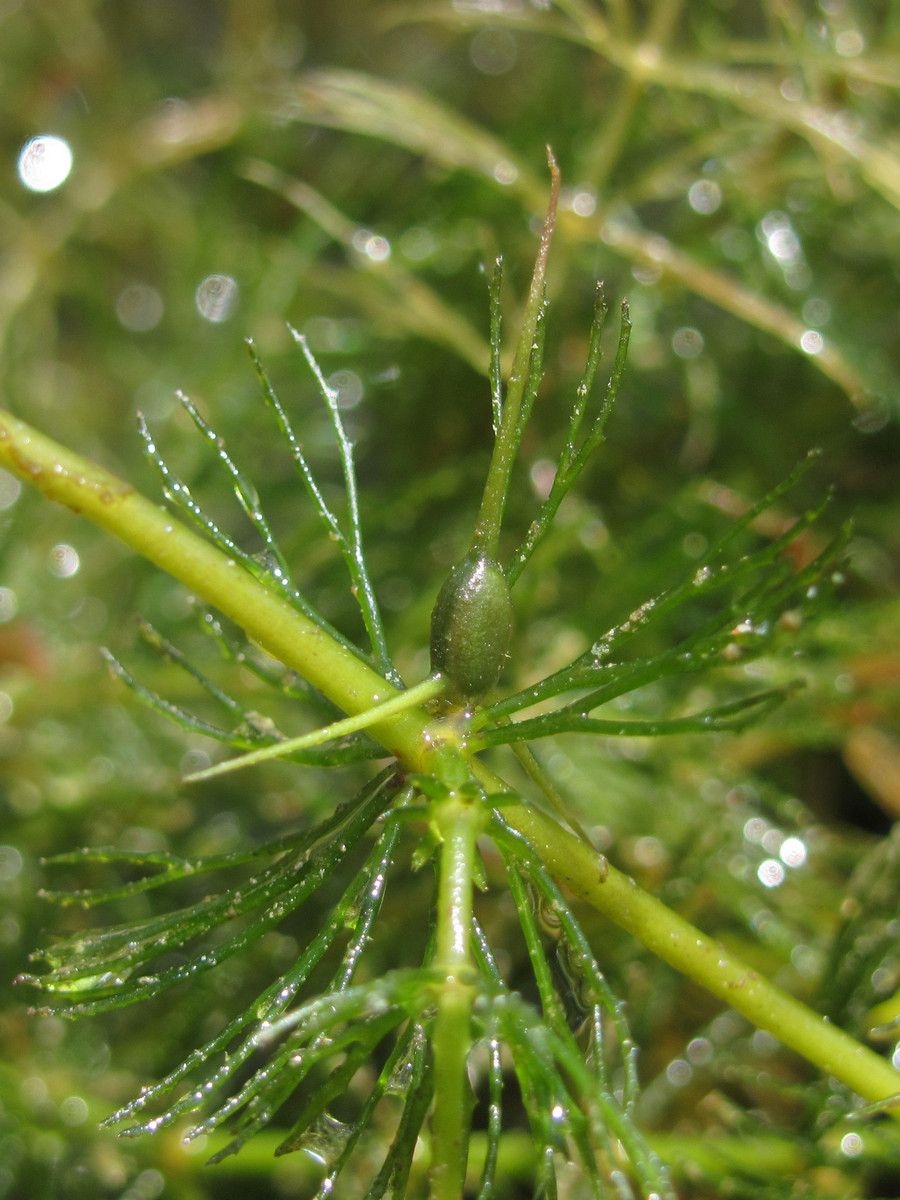 Изображение особи Ceratophyllum pentacanthum.