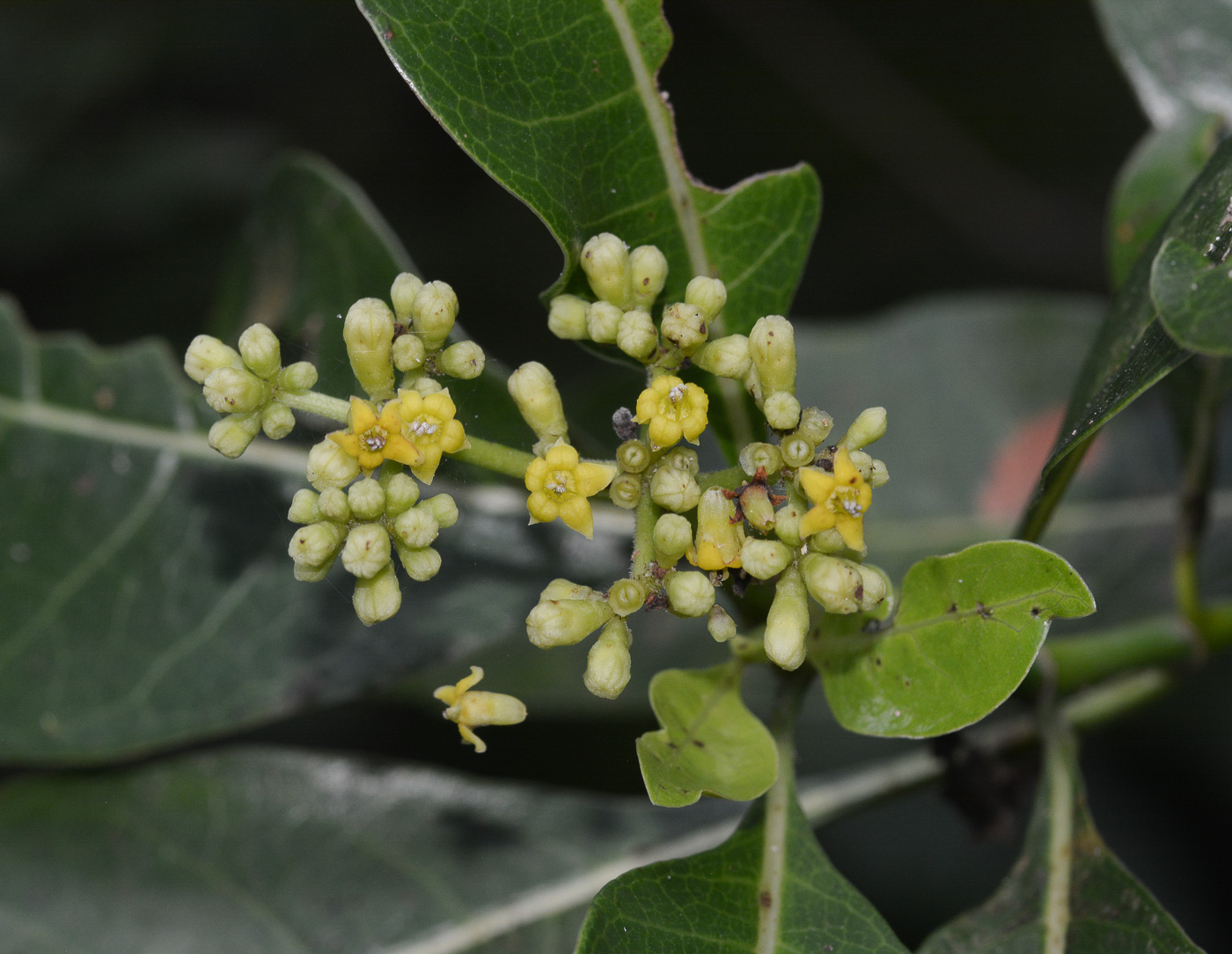 Image of Psychotria riparia specimen.