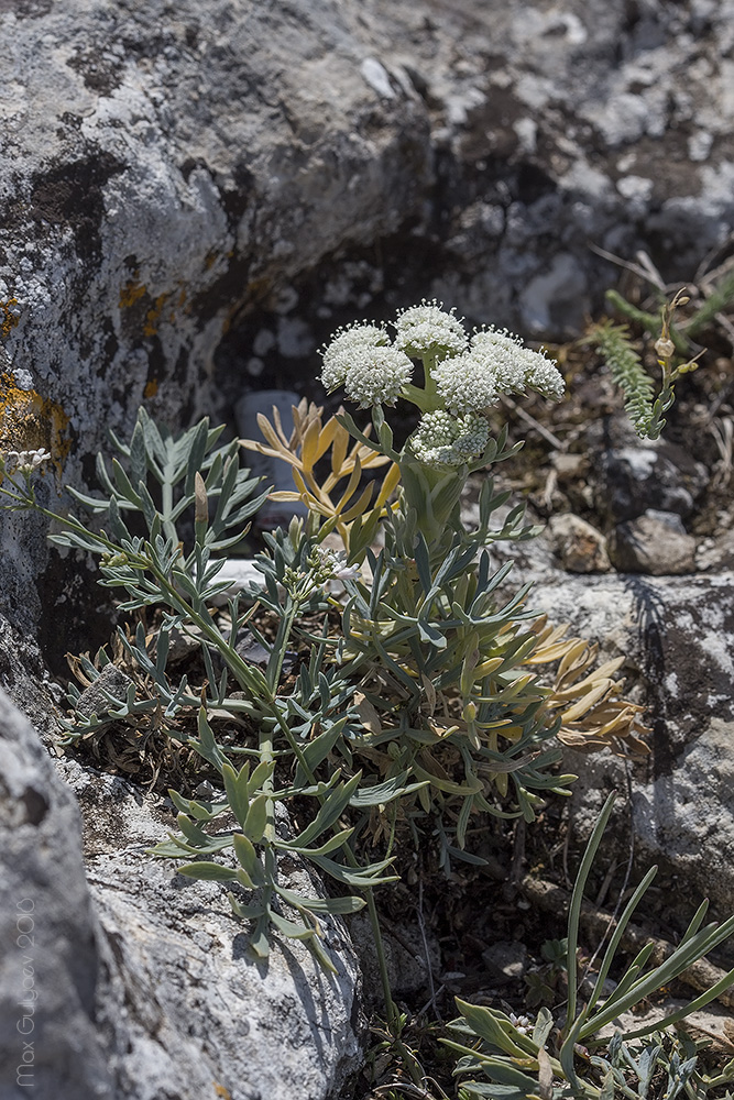 Image of Seseli gummiferum specimen.