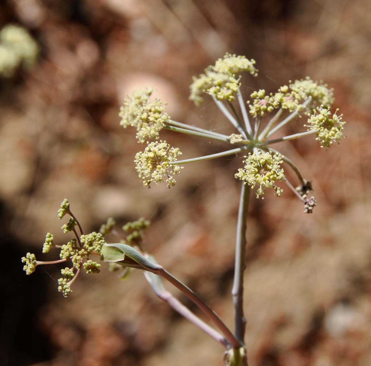 Image of Glaucosciadium cordifolium specimen.