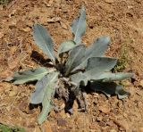 Anchusa strigosa