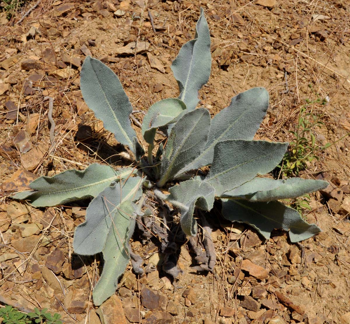 Image of Anchusa strigosa specimen.