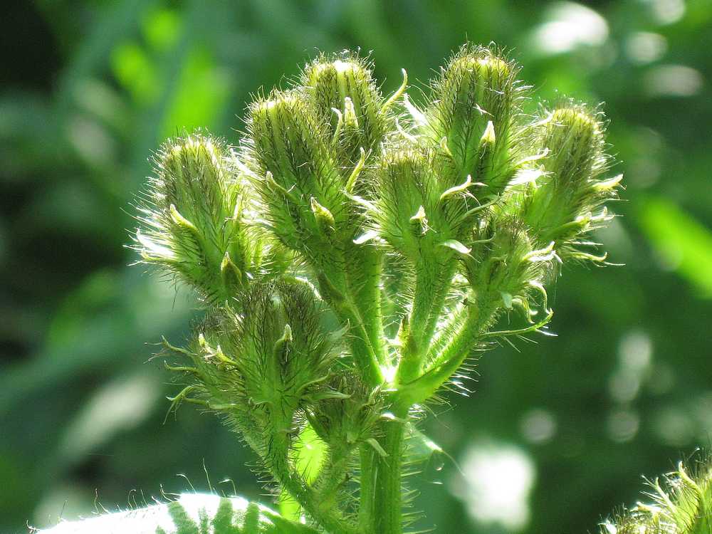 Image of Picris kamtschatica specimen.