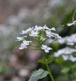 Pachyphragma macrophyllum. Верхушка цветущего растения. Республика Адыгея, Майкопский р-н, ущелье р. Аминовка около устья левого притока, рядом с водопадом Аминовский, широколиственный лес. 09.04.2019.