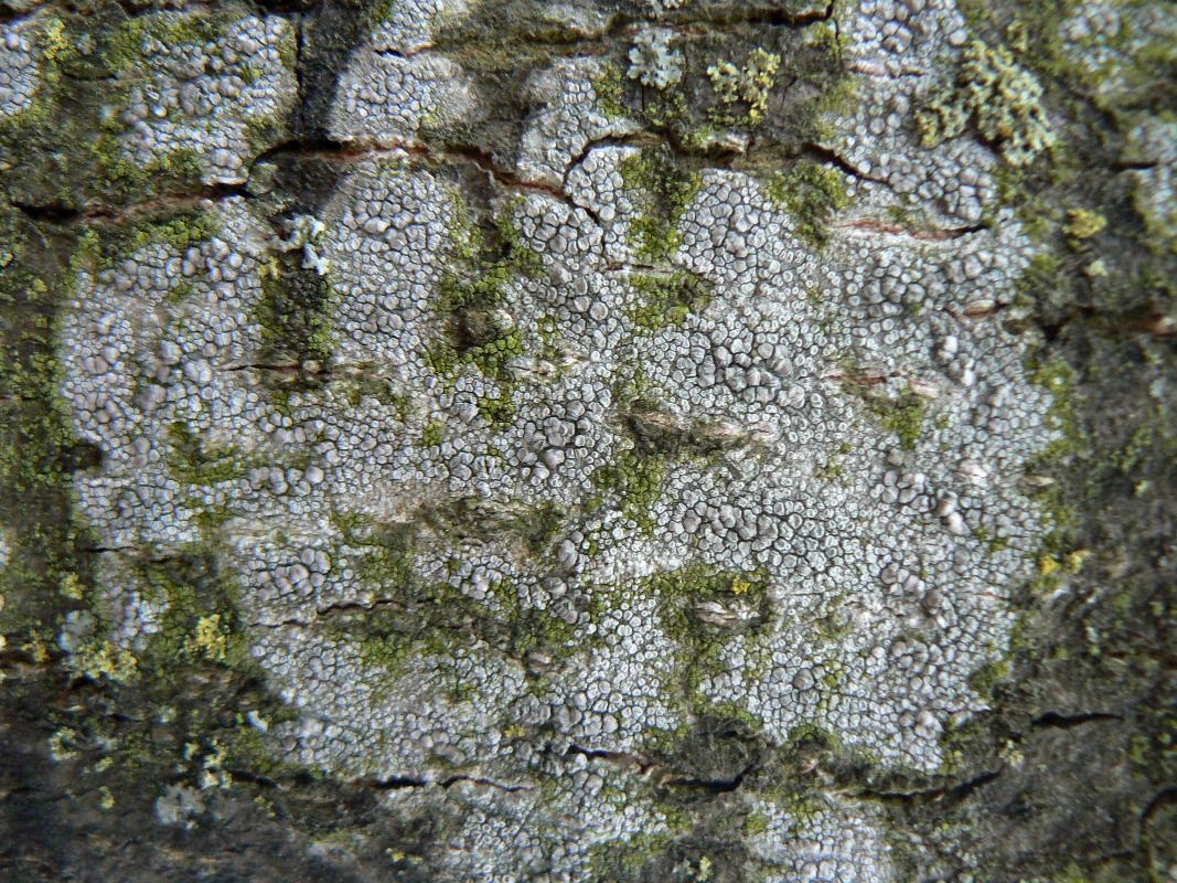 Image of Lecanora carpinea specimen.