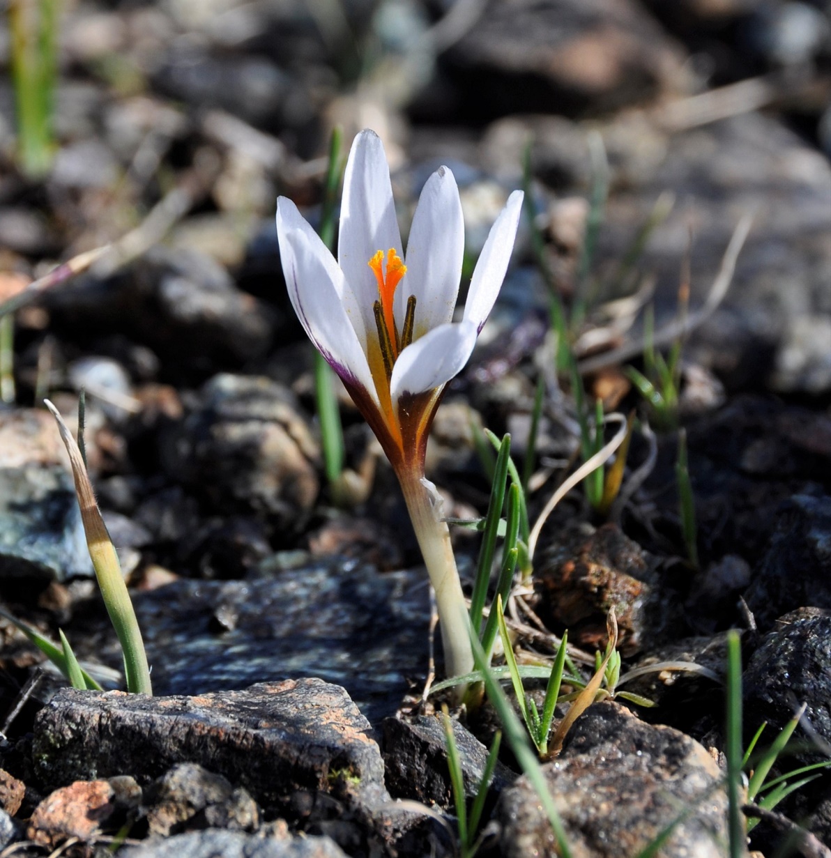 Изображение особи Crocus hartmannianus.