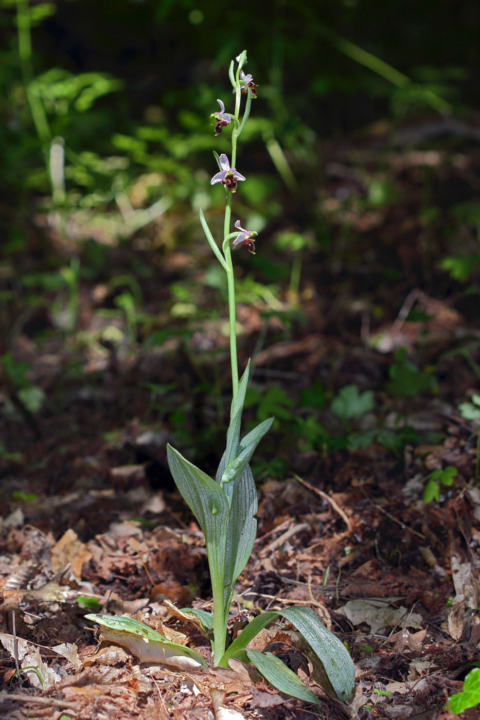 Изображение особи Ophrys oestrifera.