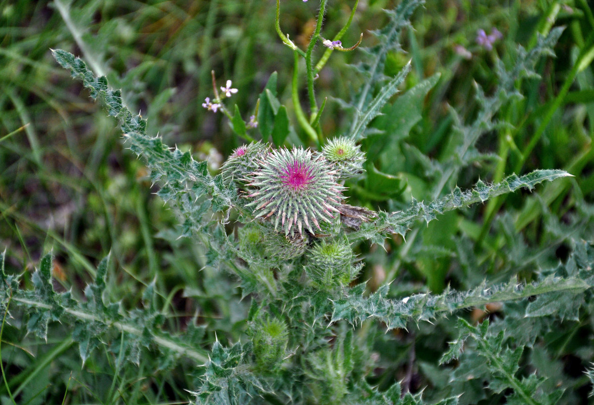 Image of Carduus uncinatus specimen.