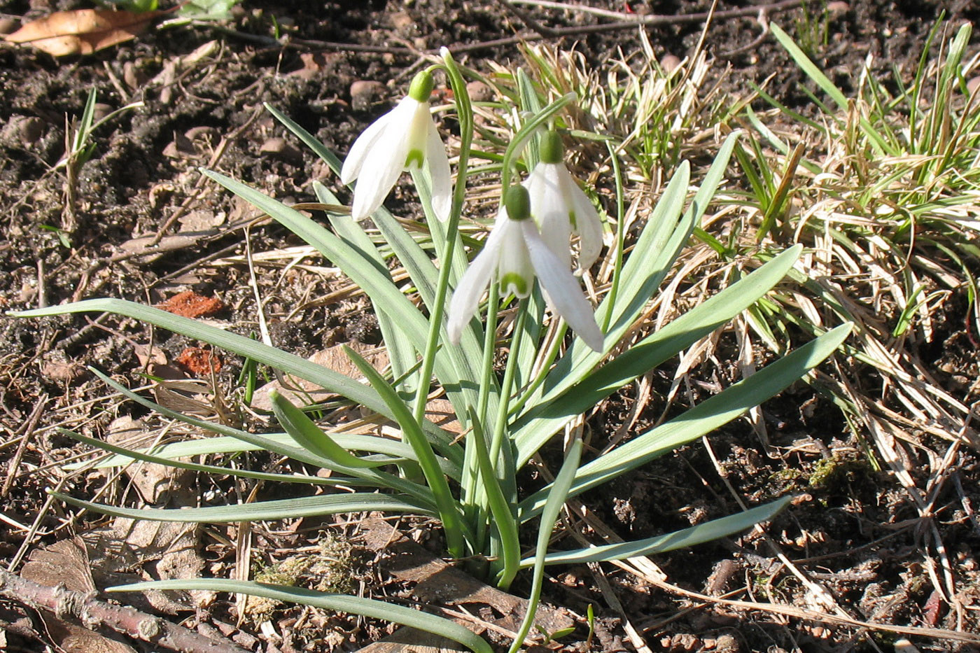 Изображение особи Galanthus nivalis.