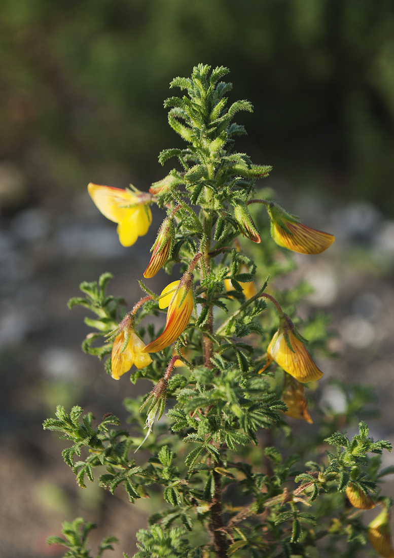 Image of Ononis natrix ssp. hispanica specimen.