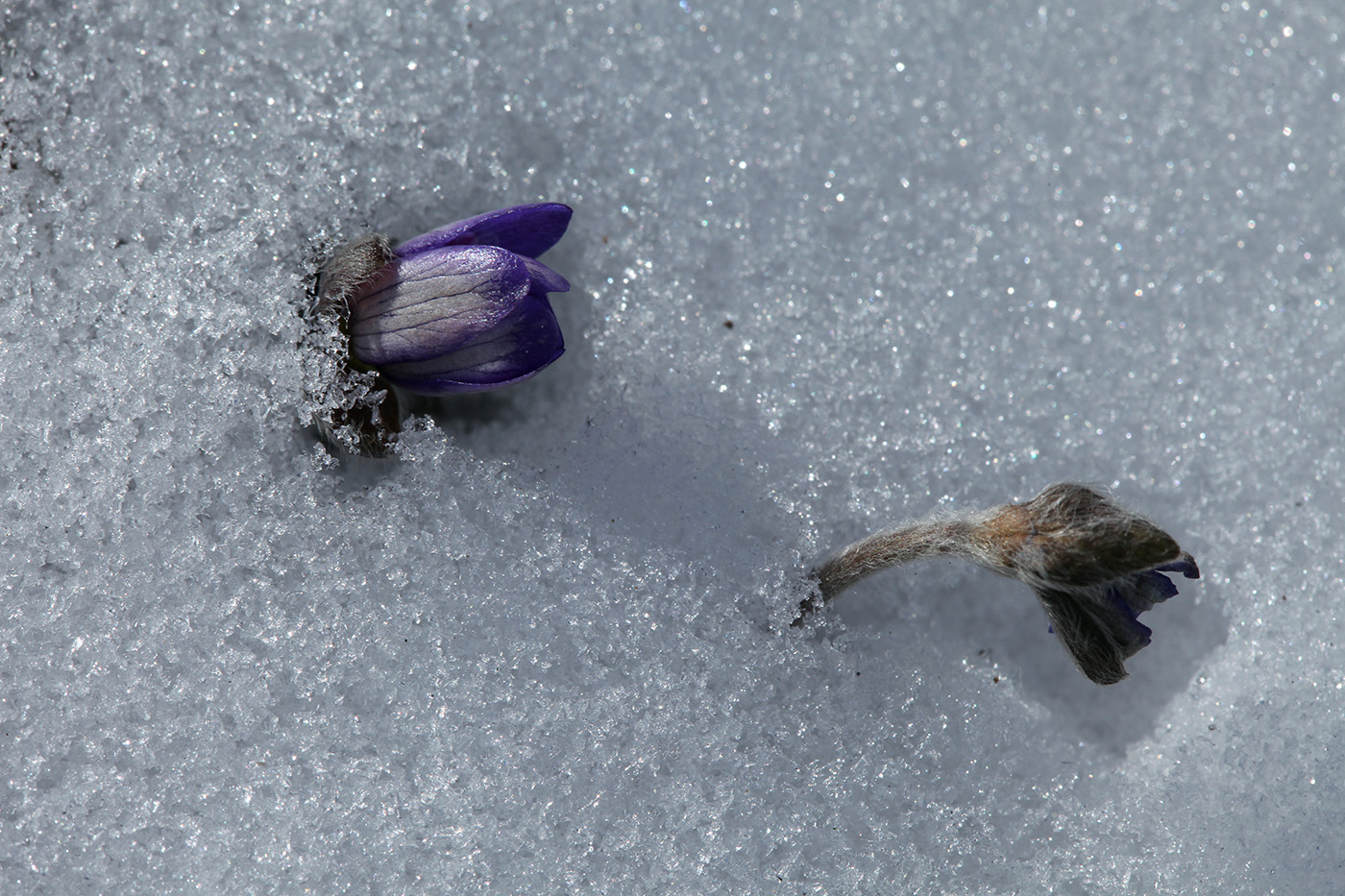 Image of Hepatica nobilis specimen.