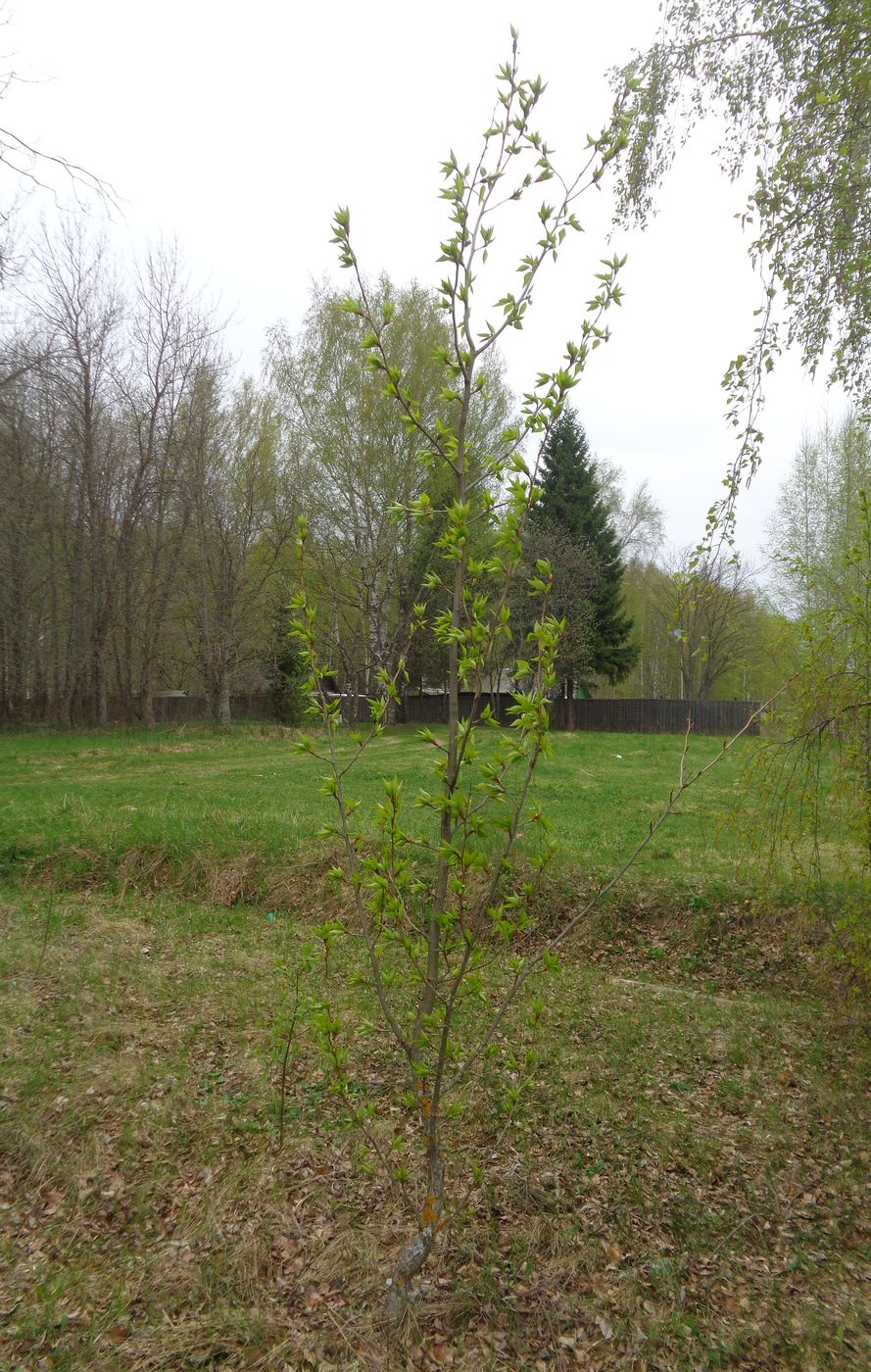 Image of Populus longifolia specimen.