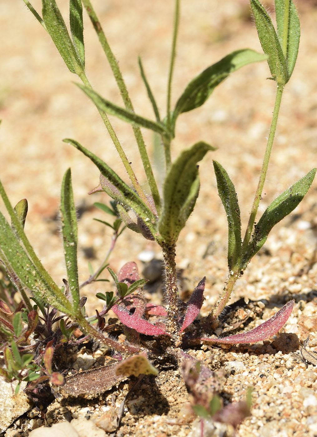 Image of Tuberaria guttata specimen.