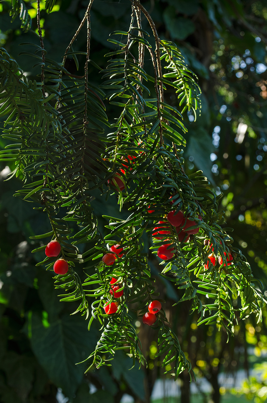 Image of Taxus baccata specimen.