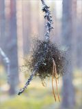 familia Parmeliaceae. Слоевище с застрявшими хвоинками Pinus sylvestris на сухой веточке Pinus sylvestris. Карелия, Медвежьегорский р-н, берег р. Сонго, сосновый лес. 28.09.2019.