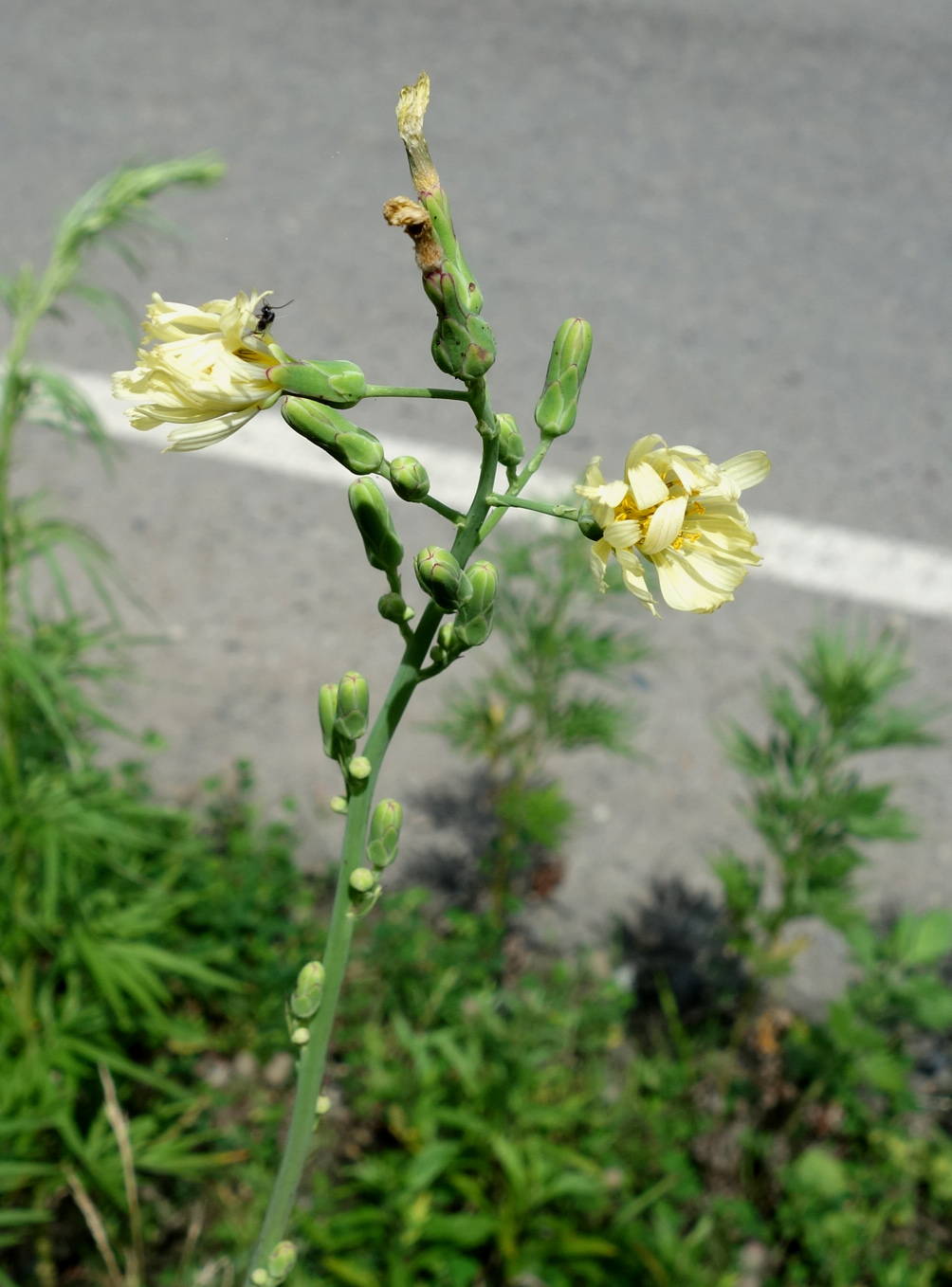 Изображение особи Lactuca indica.