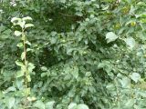 Смотреть изображение Pyrus pyraster