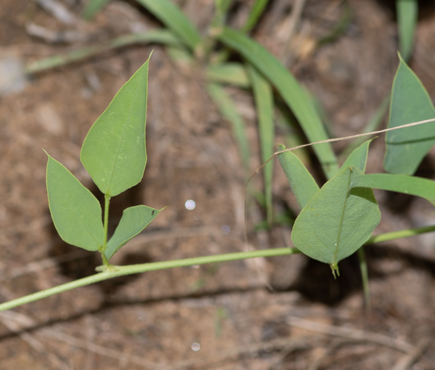 Image of Otoptera burchellii specimen.