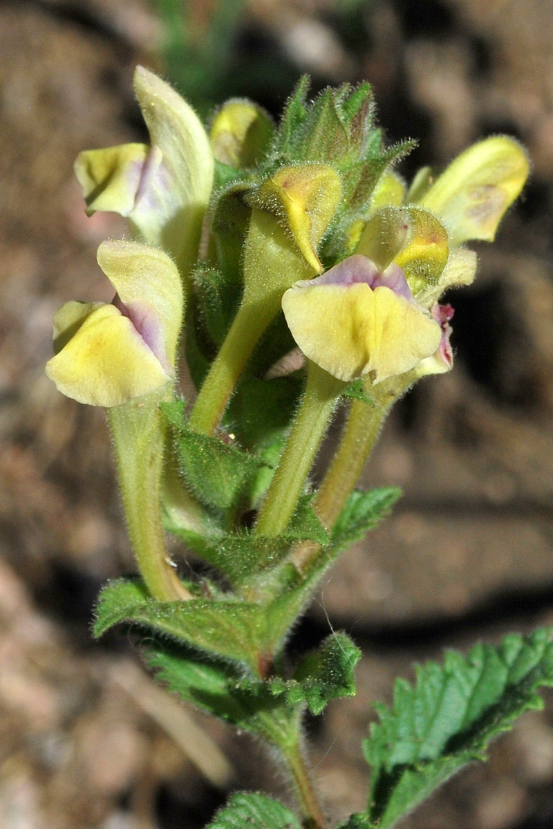 Изображение особи Scutellaria adenostegia.