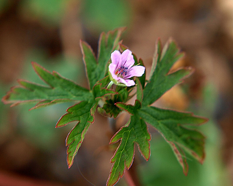 Image of Geranium sibiricum specimen.