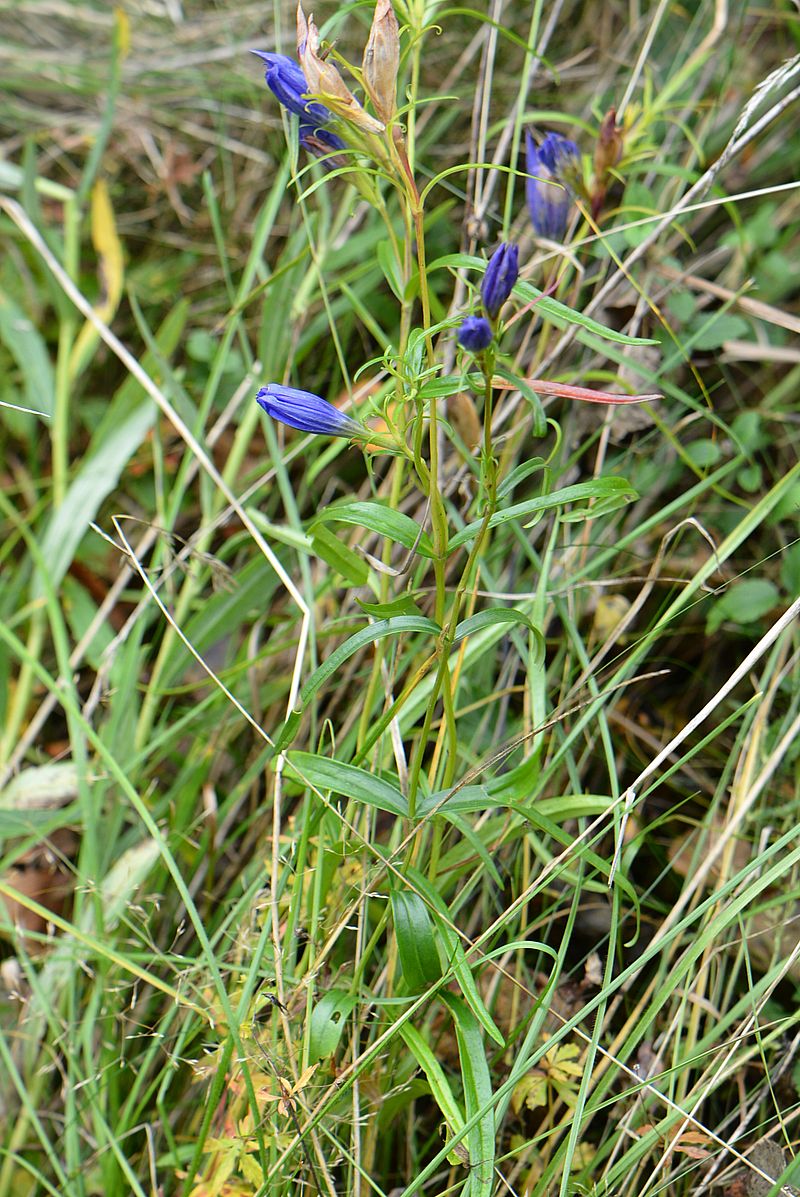 Image of Gentiana pneumonanthe specimen.