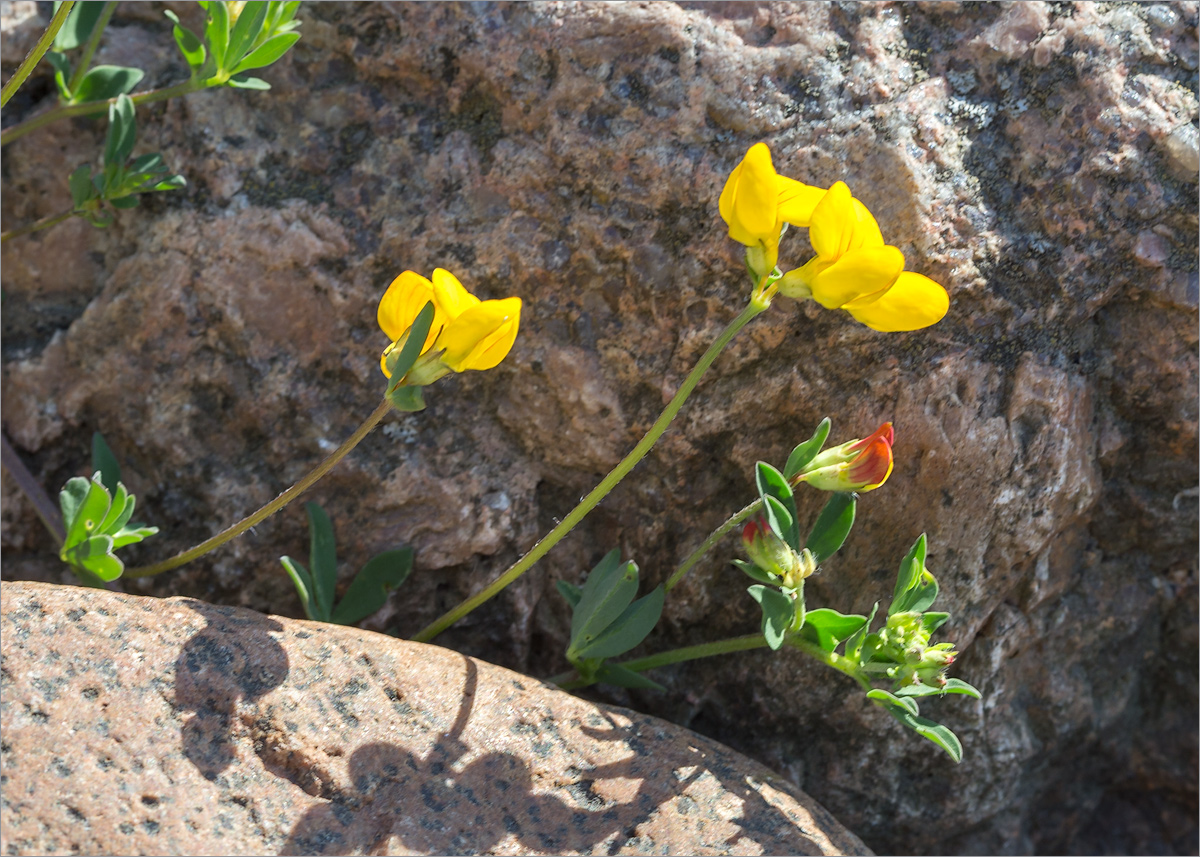 Image of Lotus ruprechtii specimen.