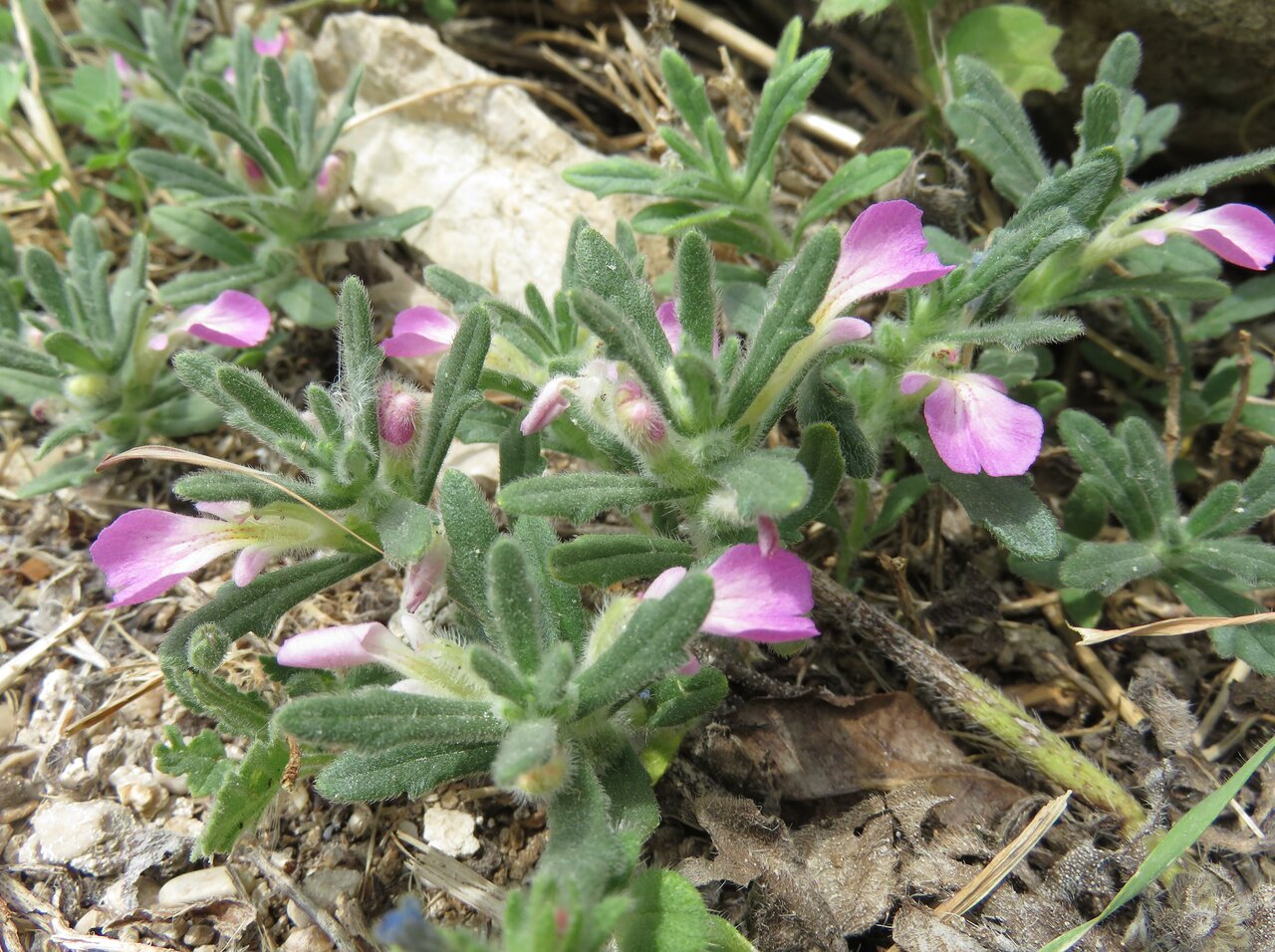 Image of Ajuga iva specimen.