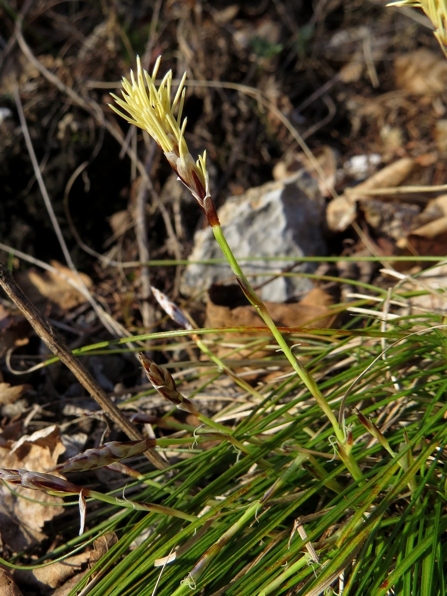 Изображение особи Carex humilis.